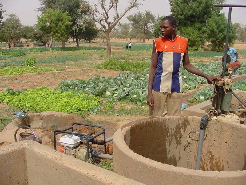 Agriculture(jardin à Tibiri)